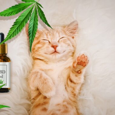 What is the cheapest way to take CBD oil?